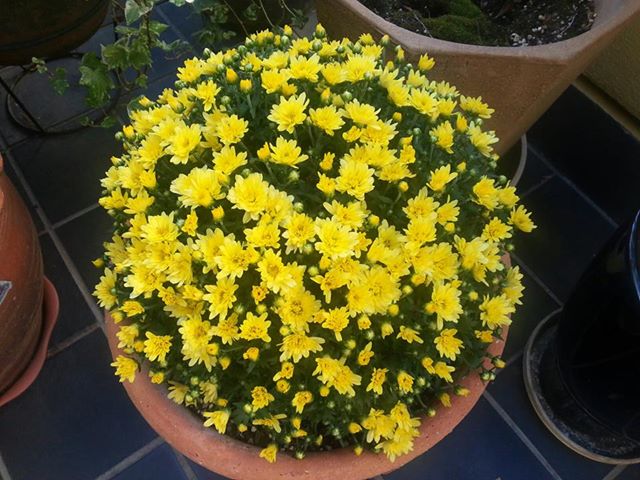 黄色　花　ボディラボプラス
