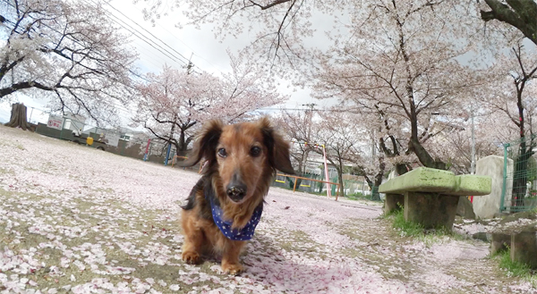 額田公園の桜絨毯
