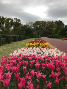 京都の観光地　京都府立植物園　チューリップ畑　満開