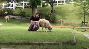 赤ちゃん羊に触れます