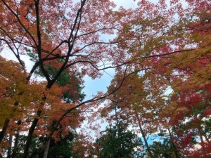 京都の観光名所南禅寺の空を埋め尽くすほどの紅葉