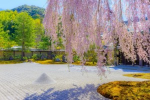 春の高台寺の桜