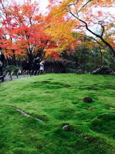 京都、宝厳院のお庭のこけ