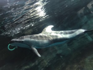 海遊館のイルカは間近で泳いでいる姿を見ることができます