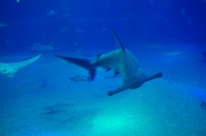 海遊館の大水槽で泳ぐアカシュモクザメは頭が特徴的