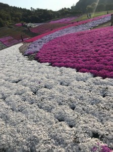 志摩市観光農園　芝桜公園　シバザクラ　芝桜　見頃　観光　立ち寄り　自然　ドライブ