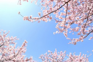 平成最後の桜(春)