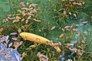 金運アップと言われているモネの池に泳いでいる金色の鯉