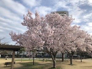 タイミングがよくちょうど桜が満開に咲いていました(;_;)☆