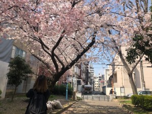 桜の撮影に必死な八木