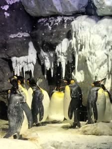 みんな大好きペンギンを間近で