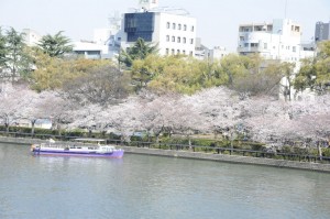 大阪キャッスルホテルより桜の花見をしながら結婚式