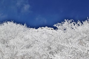 白い木に見える美しい霧氷