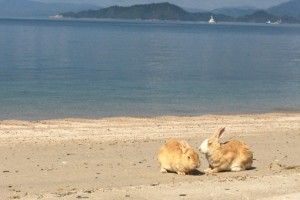 広島県の観光名所瀬戸内海に浮かぶ「うさぎ島」