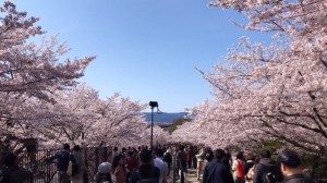 京都の満開の桜でお花見