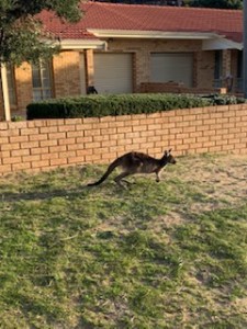 オーストラリアの野生のカンガルー