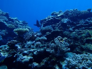 オーストラリアの海グレート・バリア・リーフはサンゴ礁が世界最大