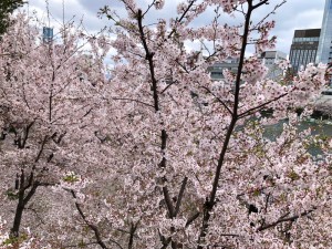 大阪の大川の桜