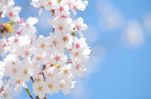桜の通り抜け　造幣局　お花見　春　バーベキュー