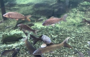 たくさんの鯉が琵琶湖博物館には泳いでいます