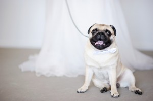 愛犬と一緒の結婚式♪ (5)
