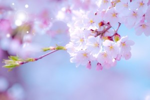 お花見　桜　満開　春　大阪　おすすめ　スポット　人気