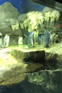 海遊館のペンギンたち