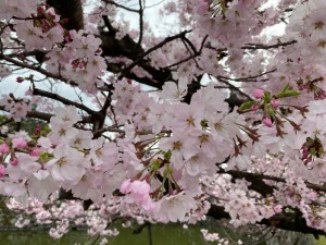 岸和田城の桜②