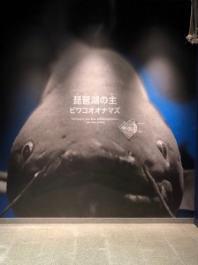 琵琶湖博物館の館内　水族展示室には大きなナマズが！