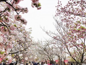 造幣局桜の通り抜け　天満橋　大阪　お花見　桜　おすすめ　スポット　