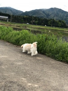 愛犬ぶーちゃんと一緒に近所をお散歩