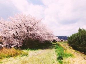 京都府亀岡市の河川敷の桜並木