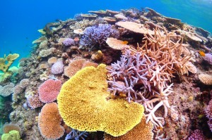 海　マリンスポーツ　ダイビング　魚　サンゴ