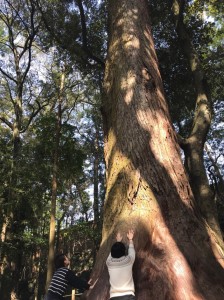 伊勢神宮　パワースポット　巨木　パワーツリー　ご利益　森林　樹齢
