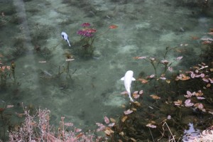 真っ白に光るプラチナ色の鯉は岐阜県関市のモネの池にいる