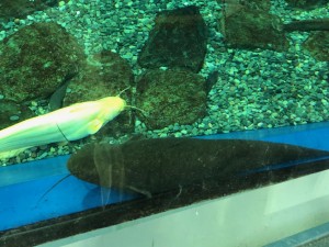 琵琶湖の有名な魚　ナマズ