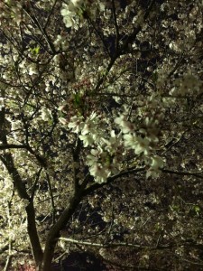 山口県岩国市にある錦帯橋の夜桜の写真です！！