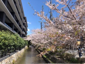 京都の高瀬川の桜も満開