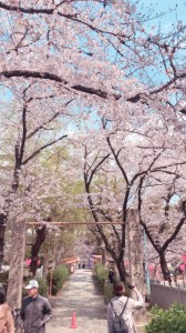 桜、満開