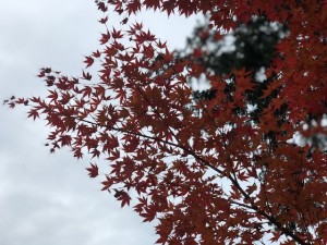 秋が終わる前に紅葉狩り！京都で楽しむ紅葉スポットのご紹介