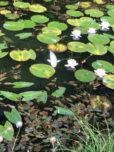 モネの池の真っ白い鯉