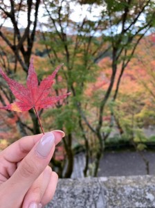 秋の京都にて真っ赤に紅葉したもみじ