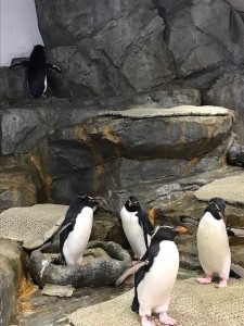 人気者のペンギンたち