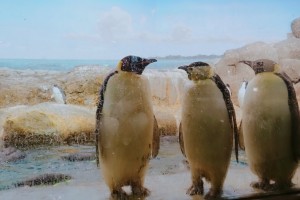 南紀白浜　アドベンチャーワールド　マリンワールド　北極　動物　ペンギン　触れ合い