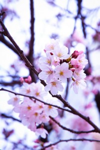 通勤途中に桜がちらほら咲き始めました♪